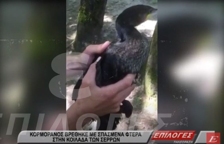 Σέρρες: Κορμοράνος βρέθηκε με σπασμένα φτερά στην Κοιλάδα των Αγίων Αναργύρων (video)