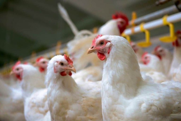 Aποσύρθηκαν 34,5 τόνοι κοτόπουλων και δεκάδες χιλιάδες αυγών που πωλούνταν ως δήθεν βιολογικά
