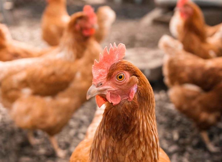 Έρευνα: Πότε και πού εξημερώθηκαν τα κοτόπουλα - Πώς έφθασαν στην Ευρώπη