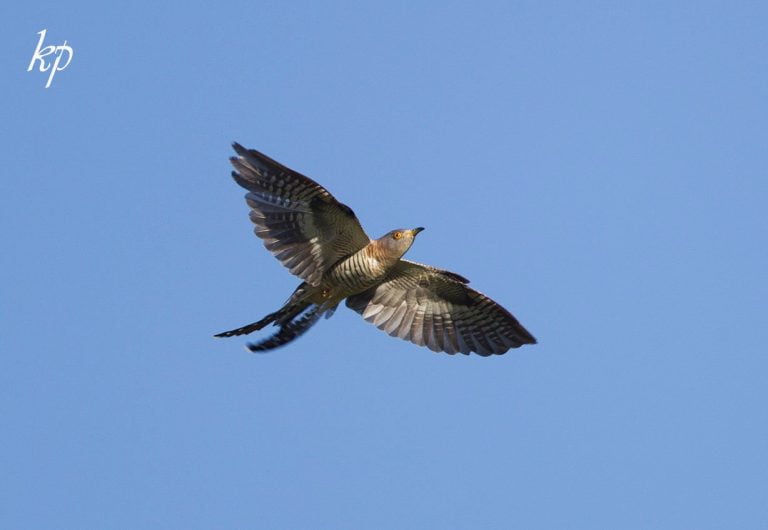 Σέρρες: Πτήση Κούκου στην Κερκίνη! Πώς πήρε το όνομά του το πουλί με τη χαρακτηριστική φωνή