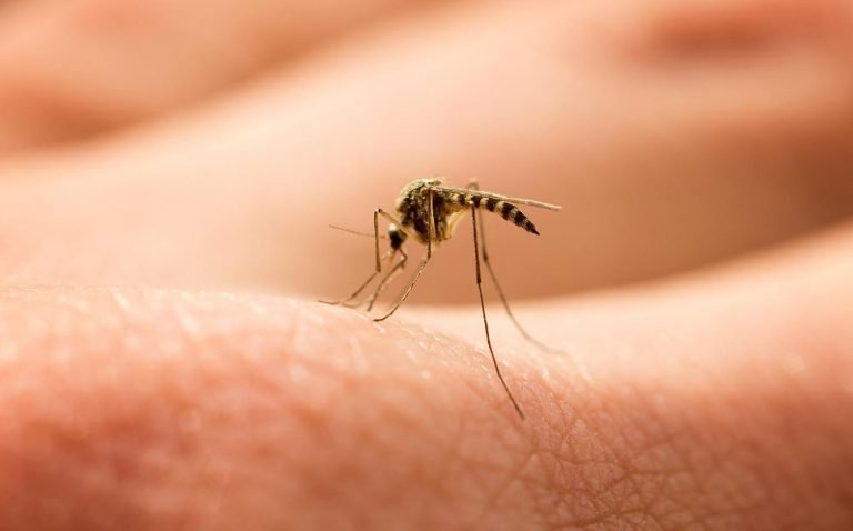 Ποιούς προτιμούν τα κουνούπια – Τι ρόλο παίζουν ομάδα αίματος, δίαιτα, φύλο