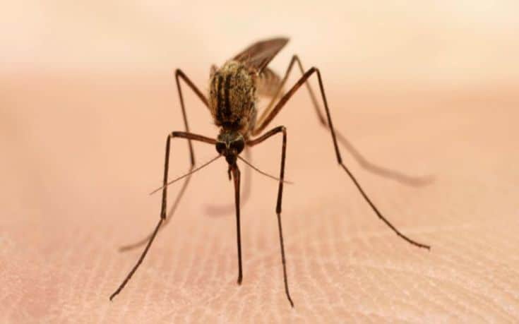 Ηλεκτρονικές εφαρμογές για τάμπλετ και κινητά για… την αντιμετώπιση των κουνουπιών