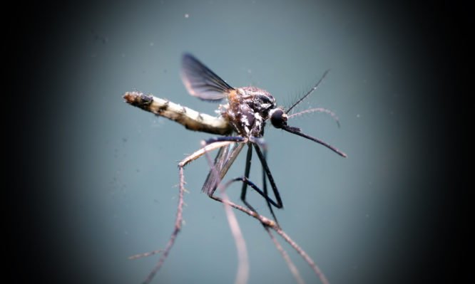 Κορονοϊός: Μεταδίδεται από τα κουνούπια; Τι απαντάει ο Παγκόσμιος Οργανισμός Υγείας