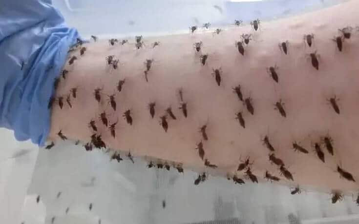 Ταγμένος επιστήμονας αφήνει χιλιάδες κουνούπια να τον τσιμπούν καθημερινά για να βρει θεραπεία (φωτο+video)