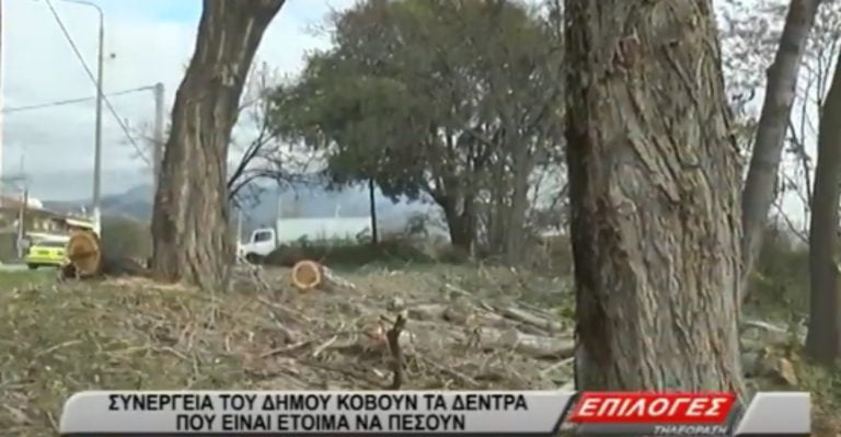Σέρρες: Συνεργεία του Δήμου κόβουν τα δέντρα που είναι έτοιμα να πέσουν(video)