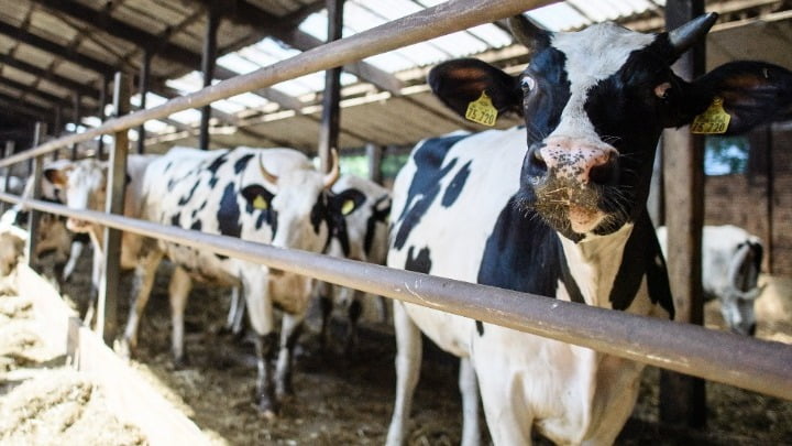 Δουνάκης: Επιτακτική ανάγκη η λύση των προβλημάτων στην κτηνοτροφία