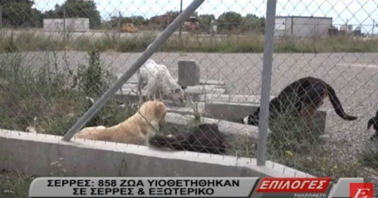 Δήμος Σερρών: 858 ζώα υιοθετήθηκαν από το κυνοκομείο σε Σέρρες και εξωτερικό (video)