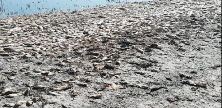 Δήμαρχος Λαγκαδά: Λόγω της ανομβρίας ψόφησαν τα ψάρια στην λίμνη Κορώνεια