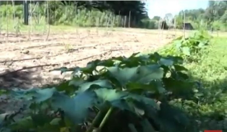 Δήμος Σερρών: Πώς θα αποκτήσετε το δικό σας λαχανόκηπο (video)