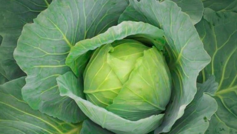 Τα 7 λαχανικά που μειώνουν τον κίνδυνο εμφράγματος και εγκεφαλικού