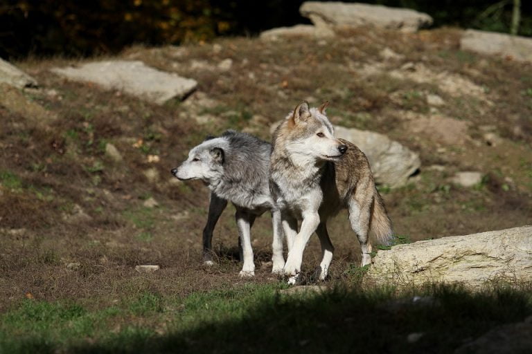 Επιθέσεις λύκων σε αγροικία κοντά στον Άγιο Αθανάσιο Κοζάνης – Σκότωσαν ζώα (ΦΩΤΟ)