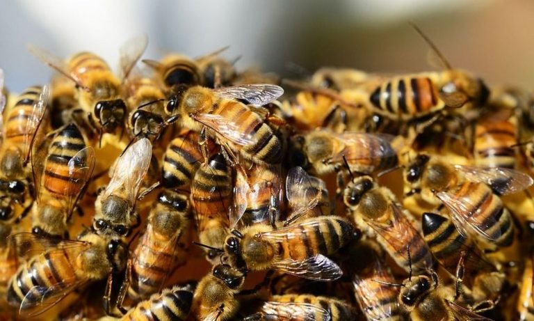 Γαλλία: 70χρονος δέχθηκε επίθεση από χιλιάδες μέλισσες – Στο νοσοκομείο σε κρίσιμη κατάσταση