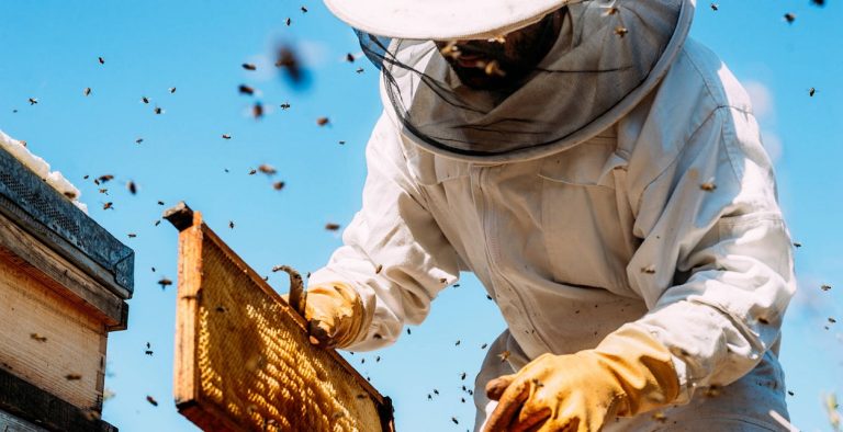 Πώς θα είναι ο κόσμος μας αν εξαφανιστεί η μέλισσα