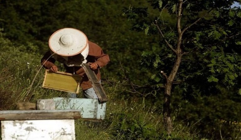 Τραγικός θάνατοs στη Μάνη: Του επιτέθηκαν δεκάδες μέλισσες