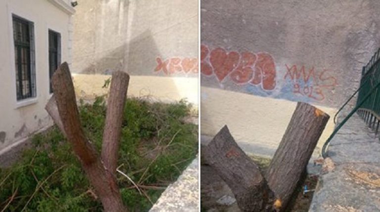 Δήμος Σερρών: Βάναυσο κλάδεμα στα δέντρα 23ου Δημοτικού (φωτο)