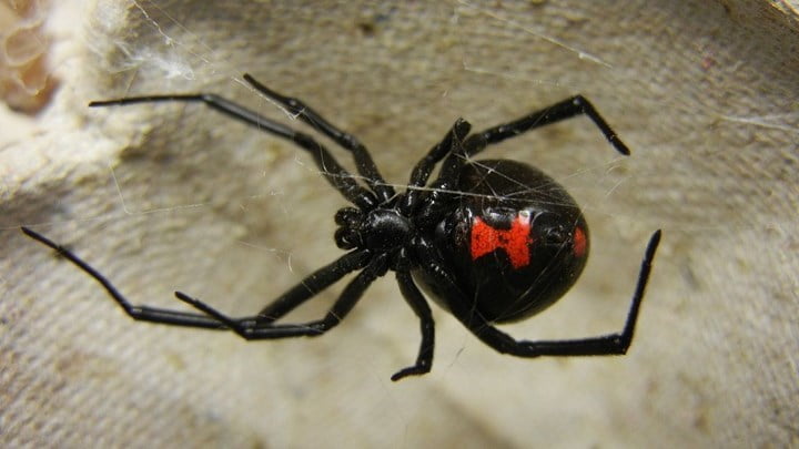 Αράχνη «μαύρη χήρα» τσίμπησε αγρότη- Νοσηλεύεται ο ασθενής