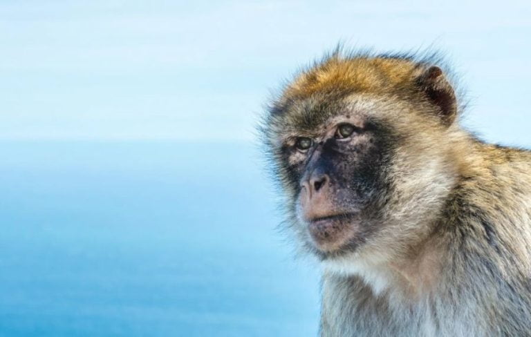 Αφρικανικές μαϊμούδες είχαν διασχίσει τον Ατλαντικό πριν από 34 εκατ. χρόνια