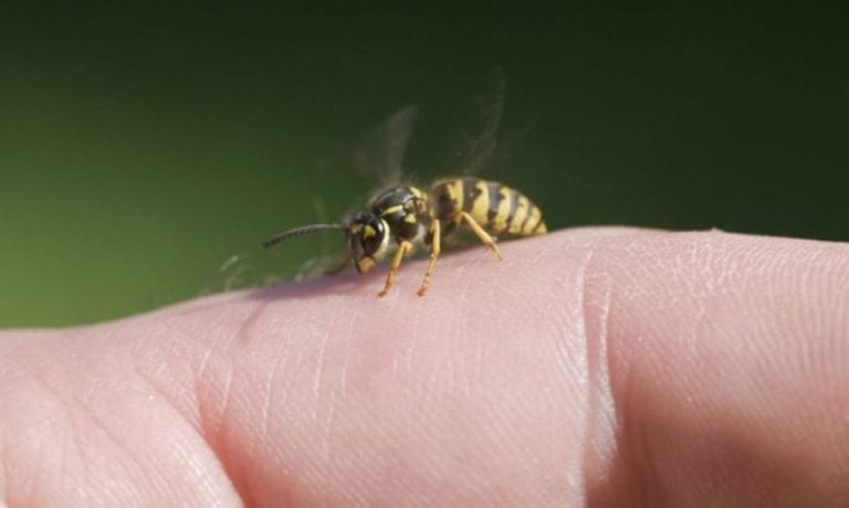 Βόλος: 55χρονος κινδύνευσε να πεθάνει από τσίμπημα μέλισσας