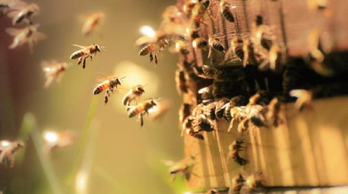 ΙΤΕ: Ανακάλυψη ενός σπάνιου εξελικτικού μηχανισμού του «Βαρρόα», κύριου παρασίτου της μέλισσας