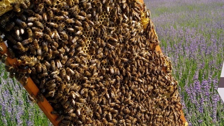 Οι επιπτώσεις της κλιματικής αλλαγής, “χτύπησαν” την παραγωγικότητα των μελισσών