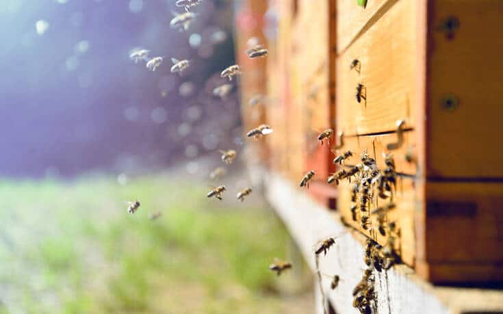 Συναγερμός για νέα νόσο που πλήττει τις μέλισσες και «εξαφανίζει» ολόκληρα μελίσσια