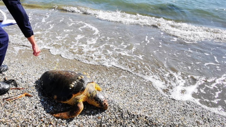 Ξάνθη: Μια ακόμα νεκρή χελώνα καρέτα – καρέτα εντοπίστηκε στην παραλία των Αβδήρων