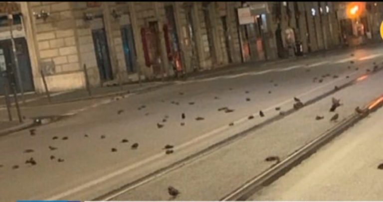 Φρίκη με νεκρά πουλιά στους δρόμους της Ρώμης (video)