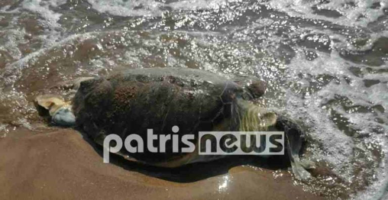 Ηλεία: Νεκρή βρέθηκε μια χελώνα Caretta – Caretta στον Άγιο Ηλία (φωτο)