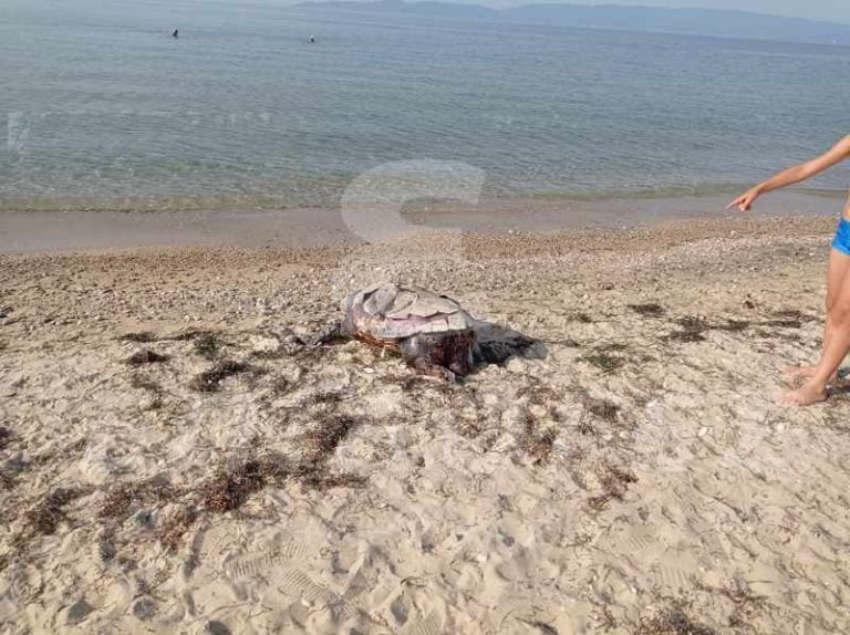 Νεκρή θαλάσσια χελώνα ξεβράστηκε στην παραλία Κάριανης