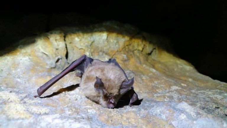 Επιστήμονες εντόπισαν «συγγενή» του κορονοϊού σε νυχτερίδες στην Ταϊλάνδη (φωτο)