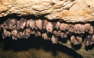 Τις σπηλιές των νυχτερίδων θέλει να ψάξει μέλος της ομάδας του ΠΟΥ στην Κίνα