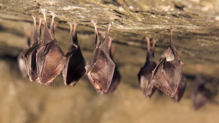 ΠΟΥ: Όλα τα στοιχεία δείχνουν πως ο κορωνοϊός προήλθε από νυχτερίδες στην Κίνα