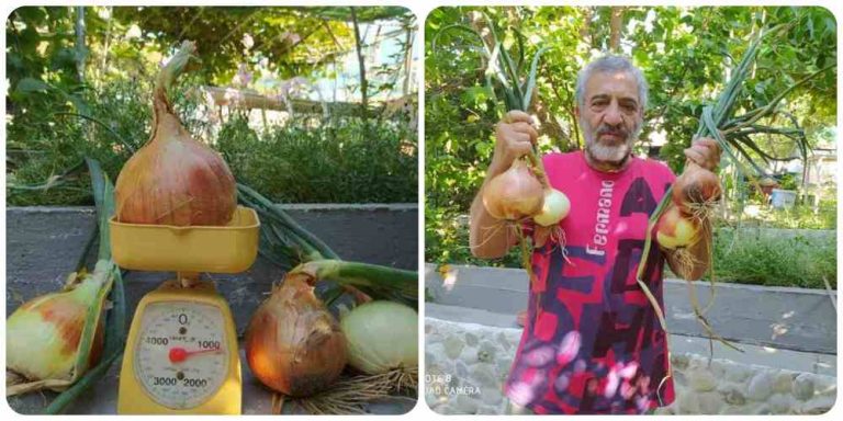 Τα κρεμμύδια- γίγας του Χριστόφορου Παλαμίδη διάσημα σε όλη την Ελλάδα (video)