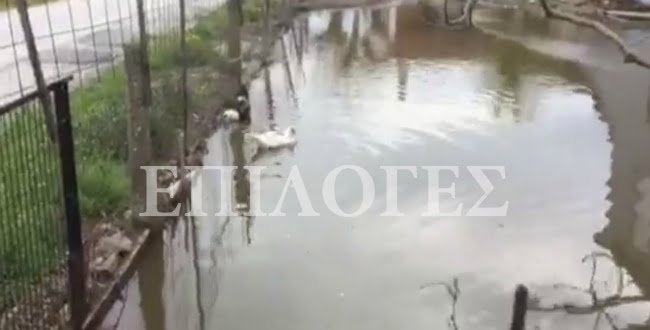 Σέρρες: Πλημμυρισμένα τα σπίτια στην Κάτω Καμήλα-Οι πάπιες κολυμπούν στις αυλές!