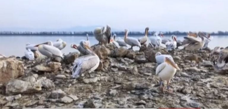 Σέρρες: Ενδεχόμενο γρίπης των πτηνών από τα νεκρά πουλιά στην Κερκίνη εξετάζει η ΔΑΟΚ Σερρών (video)