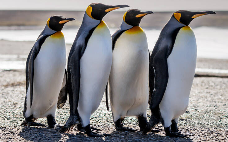 Ερευνούσαν τα περιττώματα των πιγκουίνων και δεν μπορούσαν να σταματήσουν να γελούν