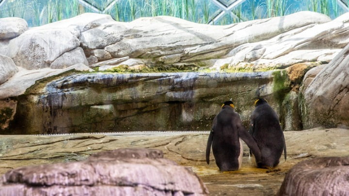 Βρετανία: Ένα ζευγάρι θηλυκών πιγκουίνων θα αναθρέψει το πρώτο πιγκουινάκι «ουδετέρου γένους»