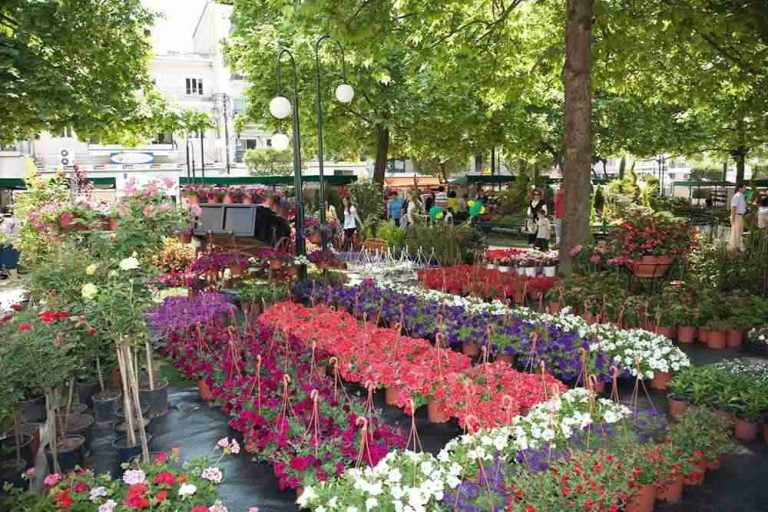 Σέρρες: Ένας μεγάλος ολάνθιστος κήπος η πλατεία Ελευθερίας από αύριο