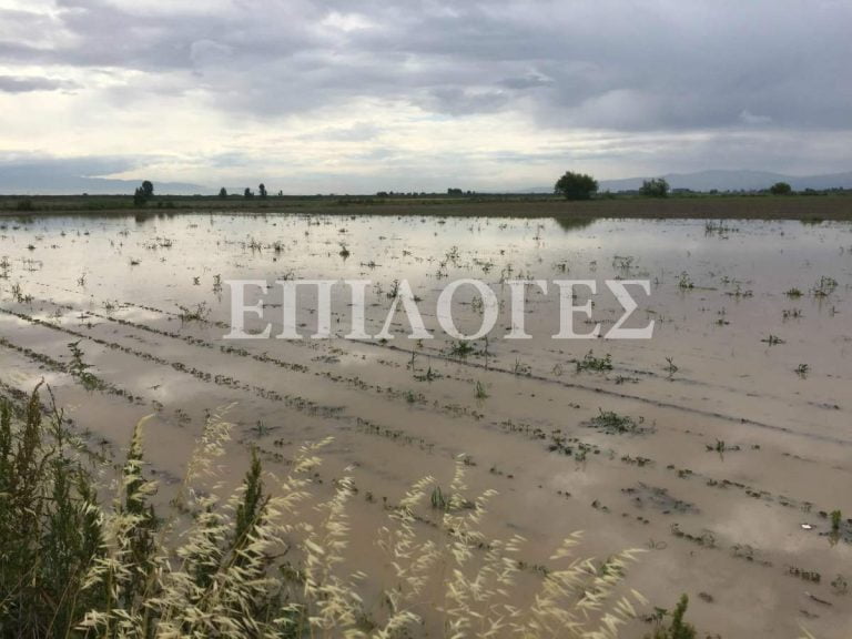 Σέρρες: Βούλιαξαν στο νερό 3 χιλ. στρέμματα βαμβακιού στο Μητρούσι