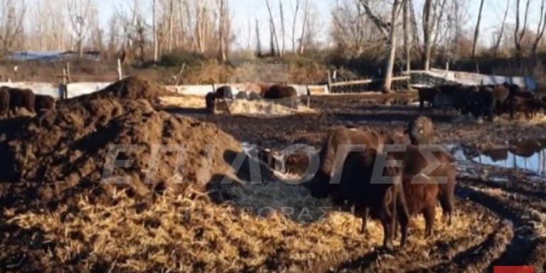 Σέρρες: Καταστροφές από τις πλημμύρες σε κτηνοτροφική μονάδα βουβαλιών (video)