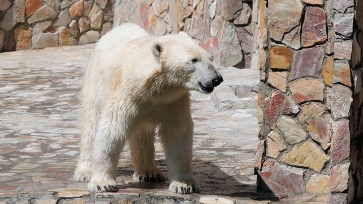 Ρωσία: Επιστήμονες προτείνουν την εκκένωση οικισμού που έχει κατακλυστεί από πολικές αρκούδες