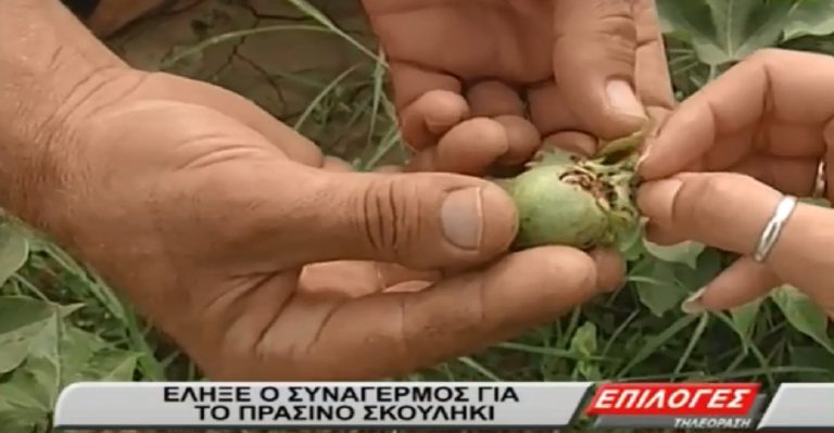 Σέρρες: Έληξε ο συναγερμός για το πράσινο σκουλήκι χωρίς επικίνδυνους ψεκασμούς(video)