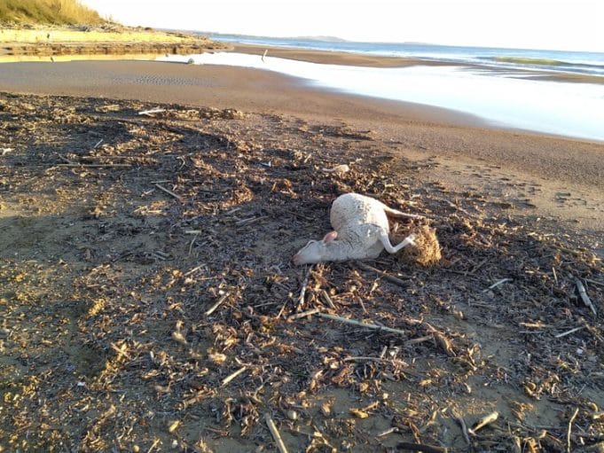 ‘Ηλιδα: Νεκρά πρόβατα έβγαλε η θάλασσα σε δύο περιοχές