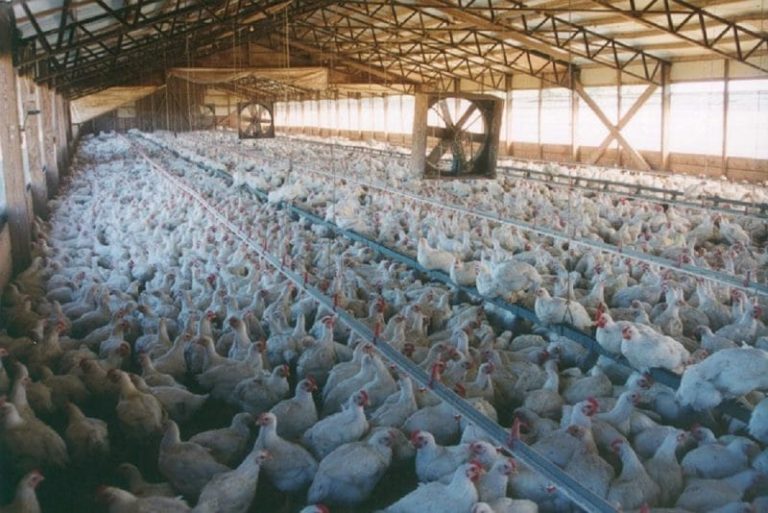 Κοροναϊός: Κλείνει μεγάλη πτηνοτροφική μονάδα συνεταιρισμού στα Ιωάννινα μετά από 19 κρούσματα