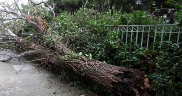 Δήμος Σερρών: Αποζημιώσεις σε δημότες για ζημιές σε αυτοκίνητα από πτώσεις δέντρων