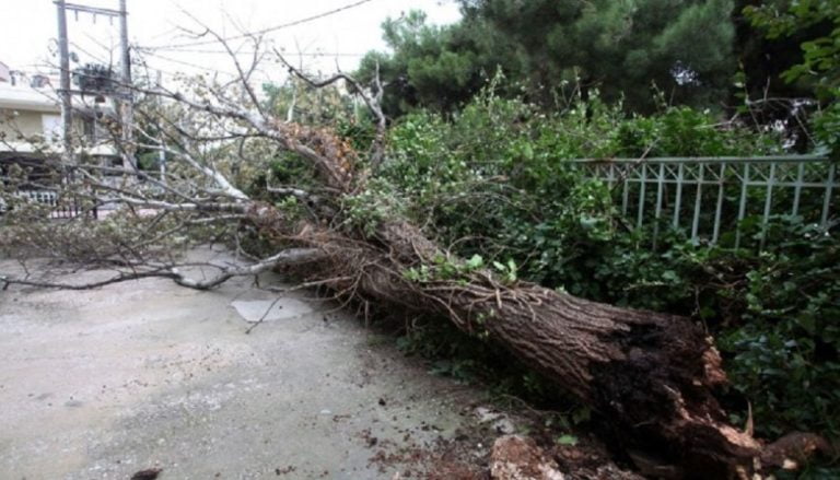Πτώσεις δέντρων και ζημιές σε Ι.Χ. στη Θεσσαλονίκη