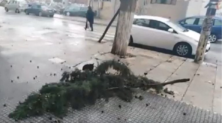 Έπεσαν δέντρα στις Σέρρες : Βροχές και σφοδροί άνεμοι (video)