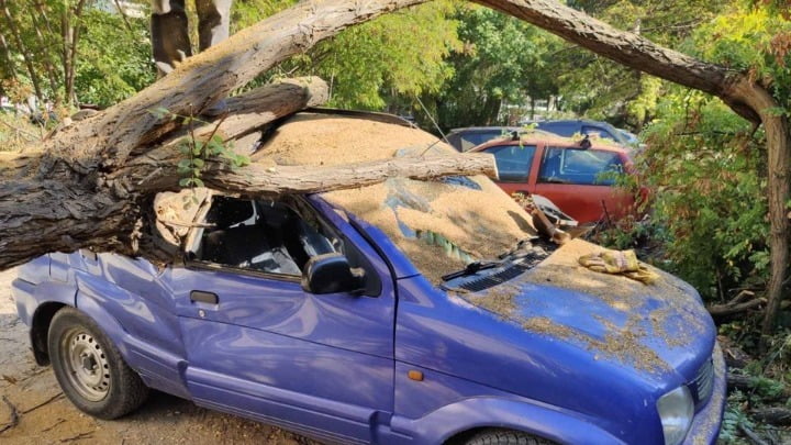 Θεσσαλονίκη: Δέντρο έπεσε πάνω σε αυτοκίνητα
