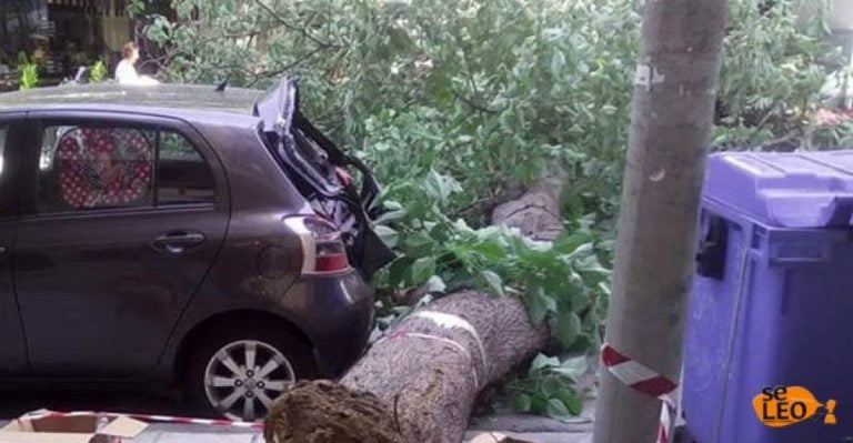 Θεσσαλονίκη: Δέντρο έπεσε στη μέση του δρόμου – Ζημιές σε ΙΧ (φωτό)
