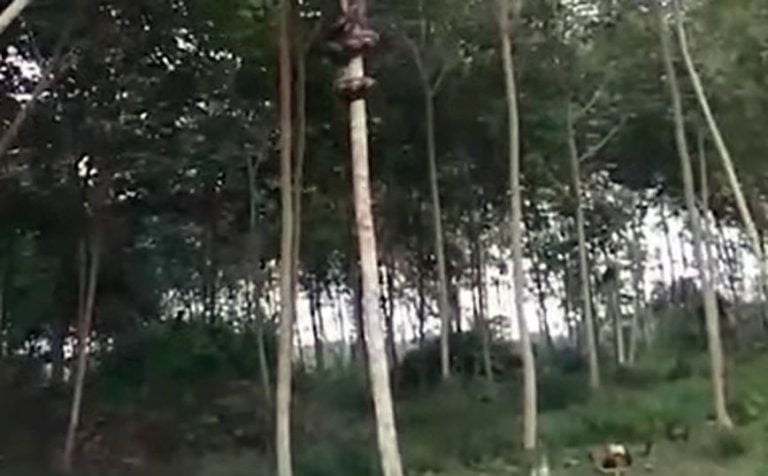 Εντυπωσιακό: Πύθωνας σκαρφαλώνει σε δέντρο σε δευτερόλεπτα
